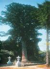 樹齢1200年蓮花寺の大杉