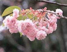 数珠掛け桜