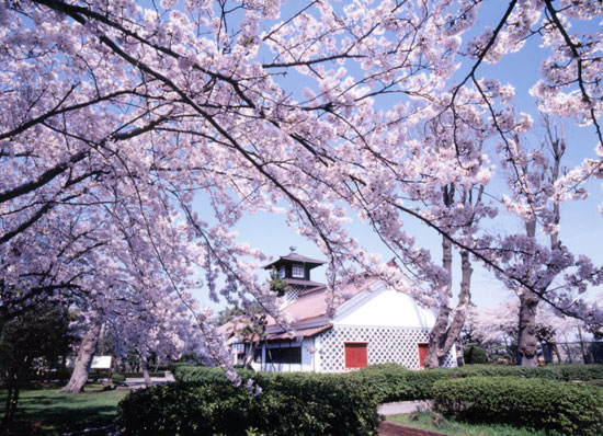 旧税関の桜
