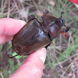 長岡市馬高縄文館◎縄文遺跡で昆虫採集！