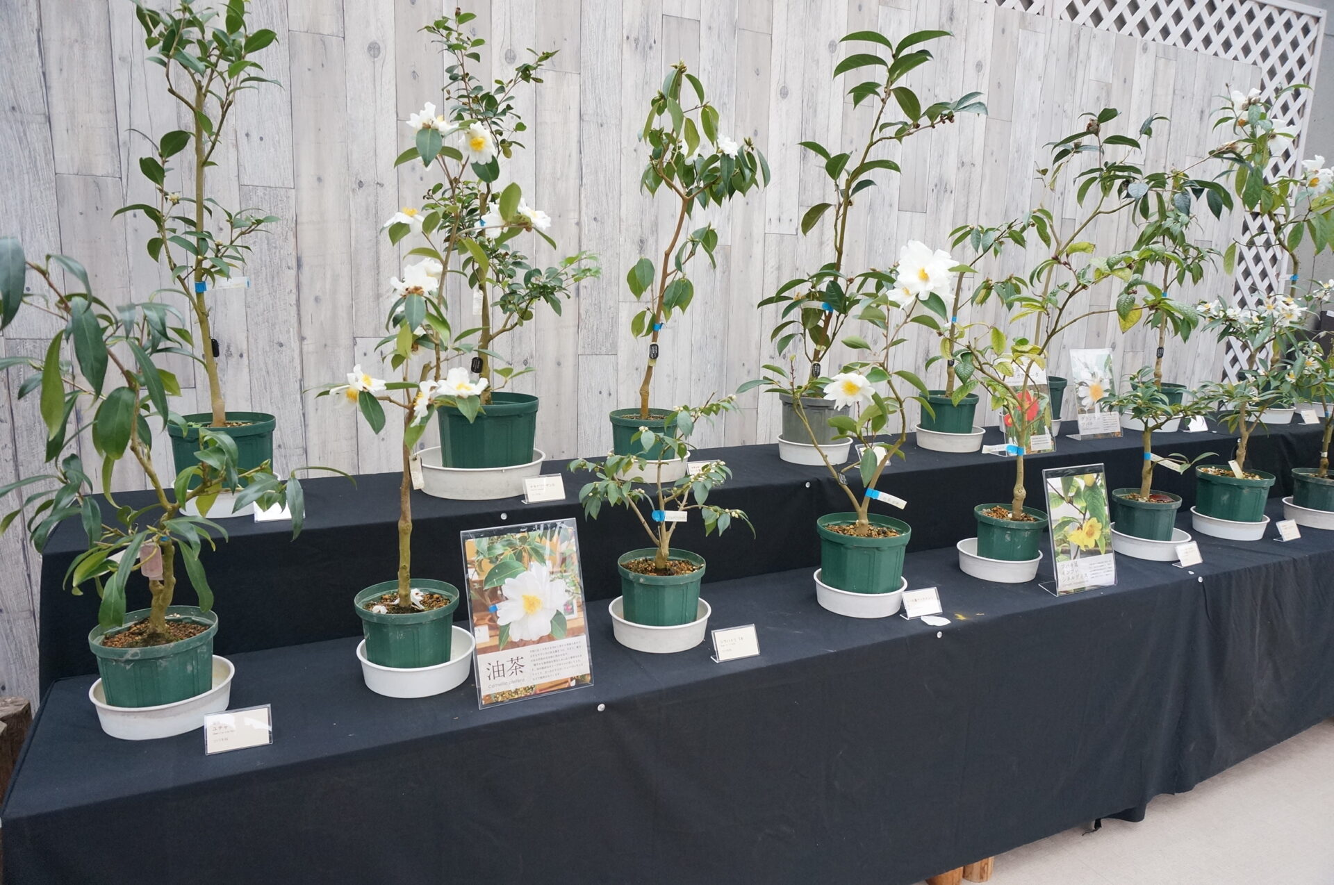 新潟県立植物園◎企画展示「野生ツバキと冬の花展」