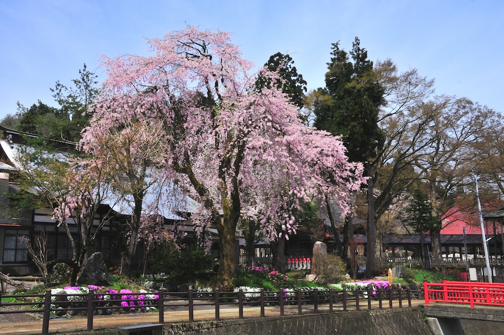 file-186　新潟県内の寺の桜