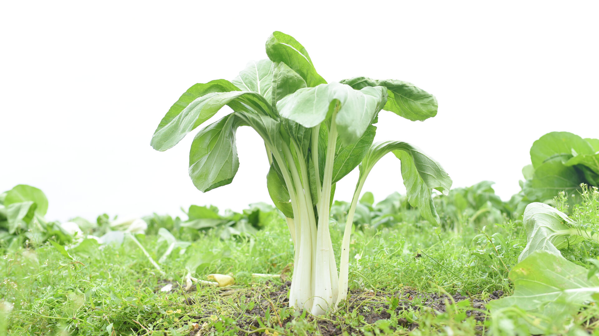 「漬け菜」作り