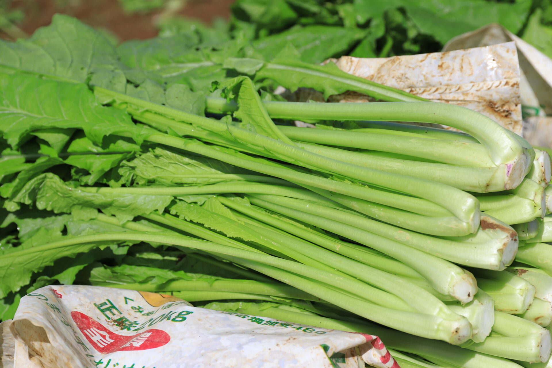 「漬け菜」作り