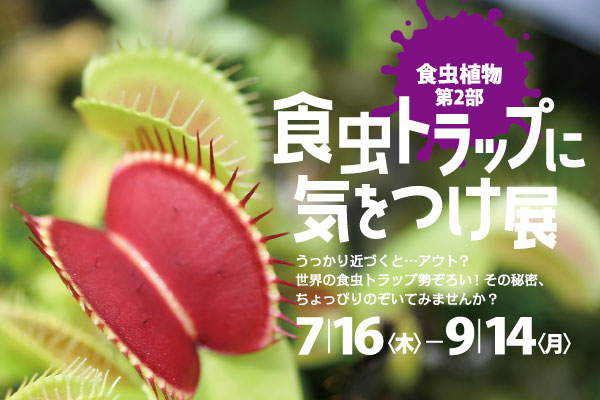 新潟県立植物園◎企画展示「食虫植物 第2部 食虫トラップに気をつけ展」
