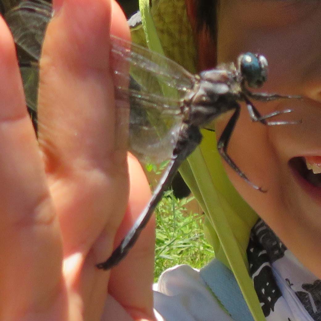 縄文遺跡で昆虫採集！